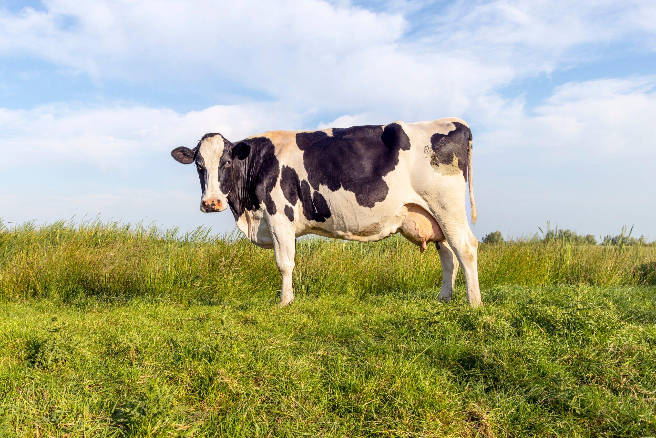 Prémix Ruminant 1%
